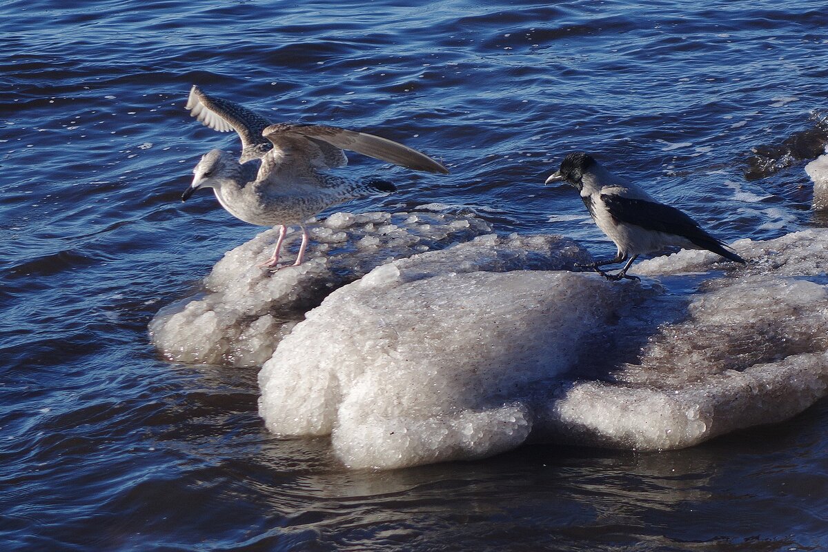 Чайка и ворона на море - Рита Симонова