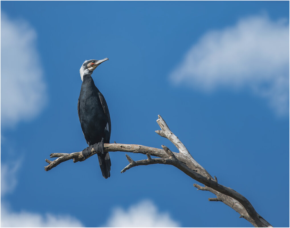 Баклан - Александр Григорьев