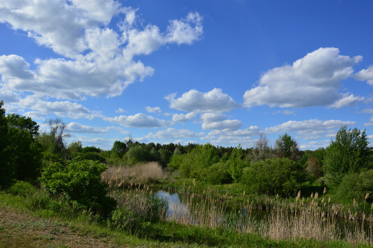 Местная река. - Виктор 