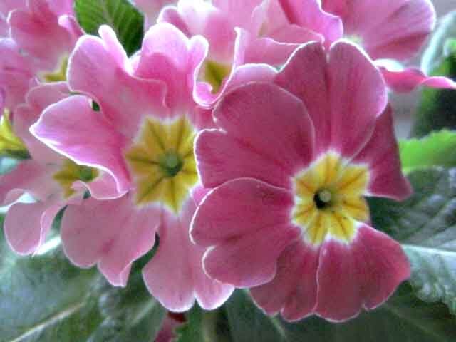 Примулы весенние - Елена Семигина