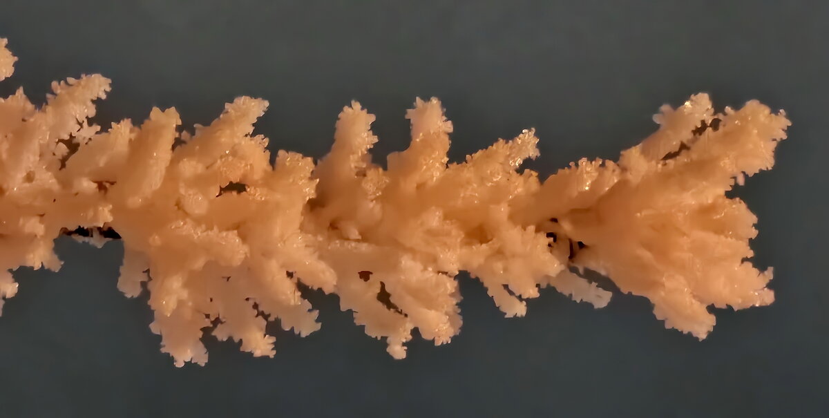 Иней Калининграда - Михаил Свиденцов