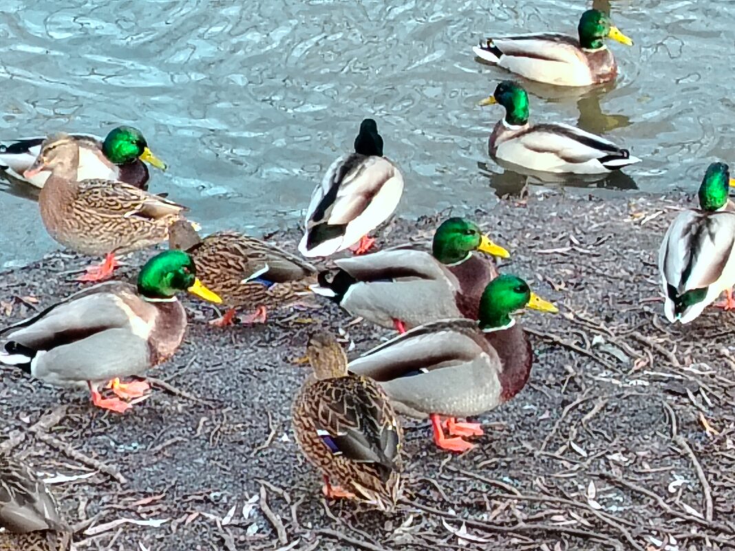 Красавцы селезни! - Надежда 