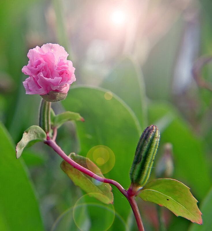 Цшеток, любящий тепло... - Valziwa 