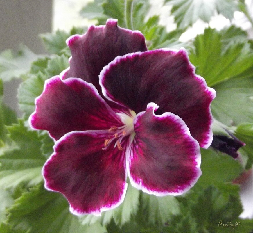 Пеларгония - Freddy 97