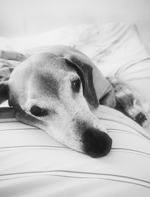 "Верный друг" - Макс Орлов