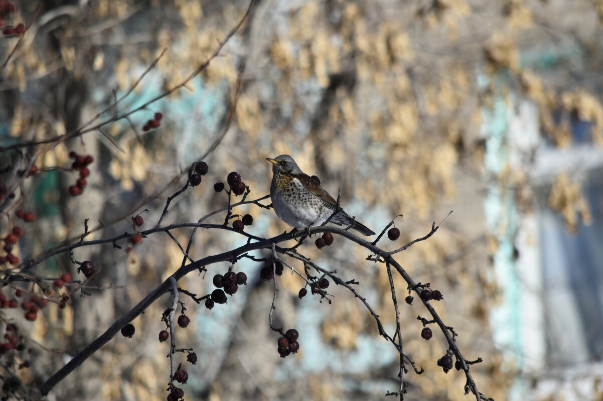 Дрозд Рябинник - Дарья Шуклина