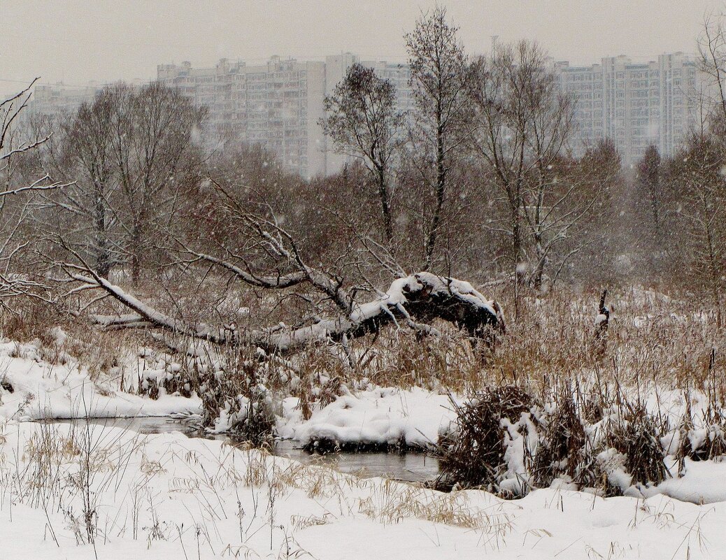 ...бурелом в пойме р. Яузы близ благовещенской церкви.. - galalog galalog