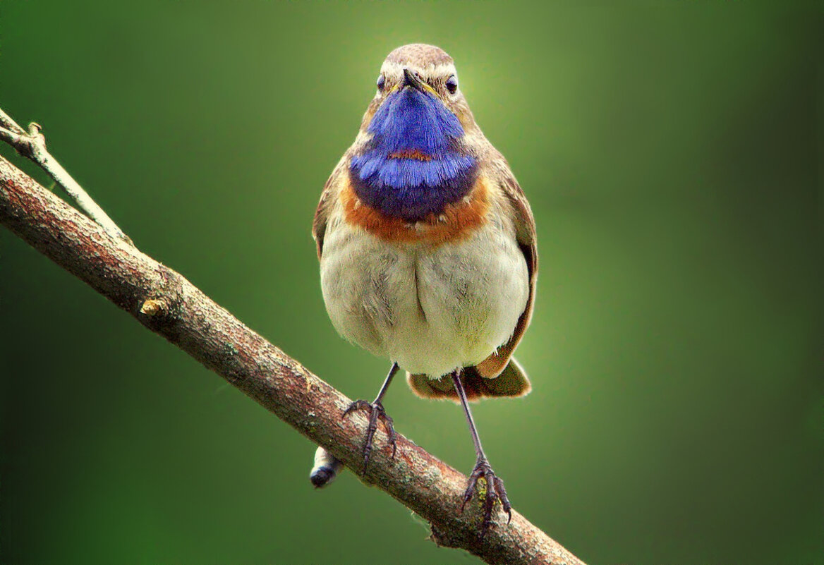 ... - Вячеслав Минаев