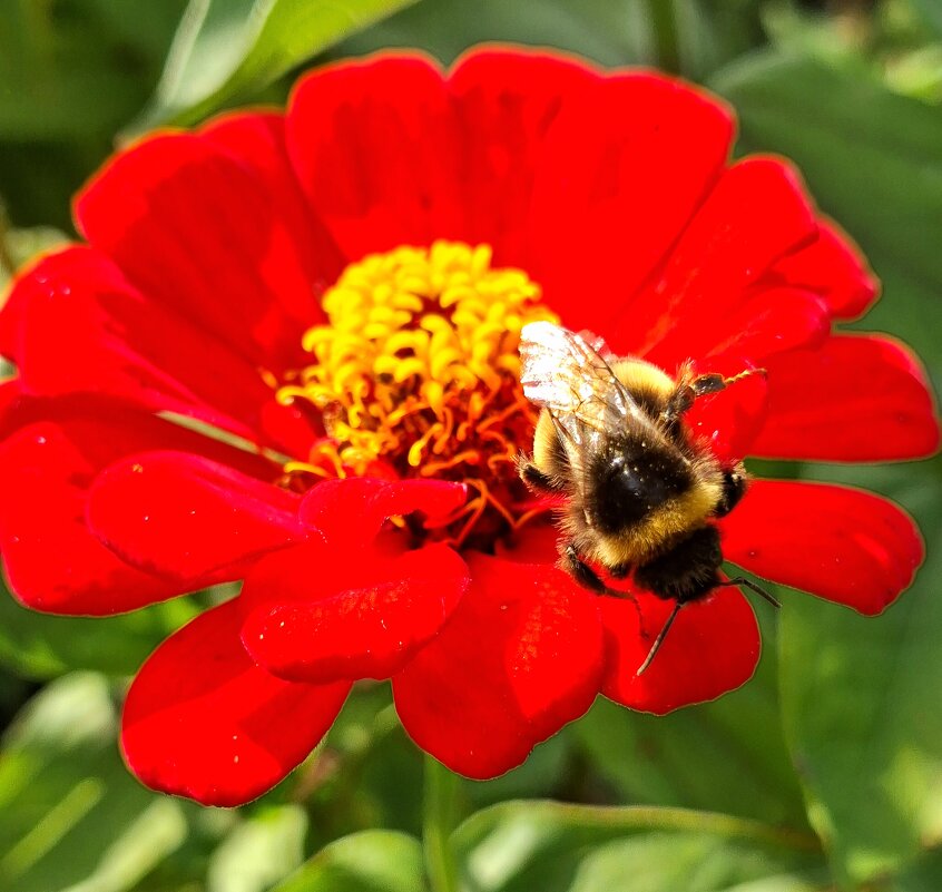 Шмелик на циннии винно-красной. - оля san-alondra