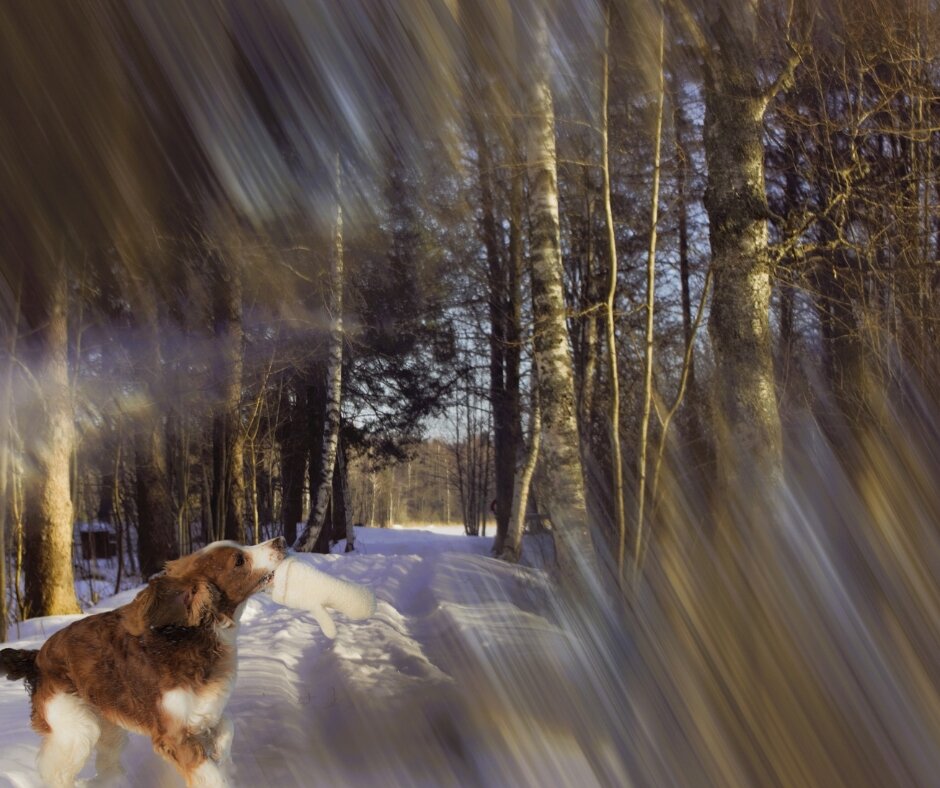 Сны возвращаются - liudmila drake