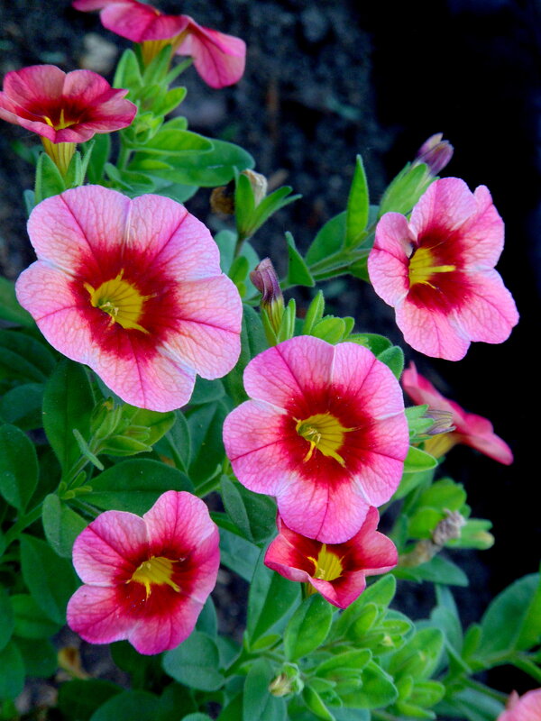 Петунья. - nadyasilyuk Вознюк