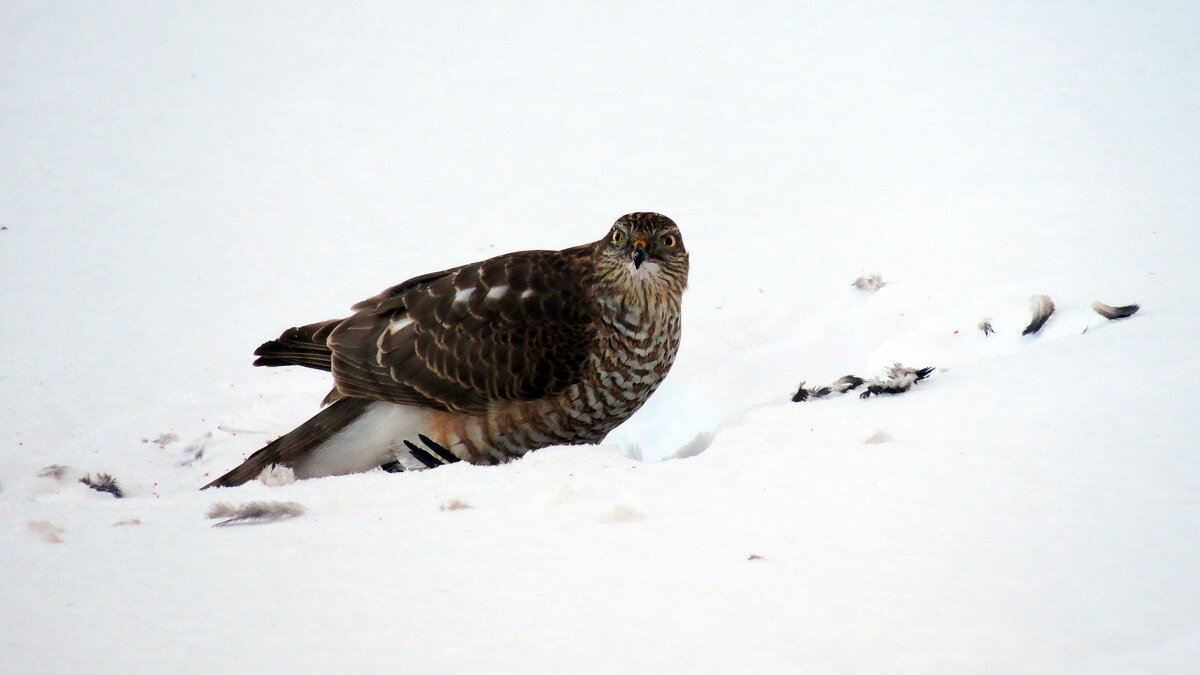 Одним голубем  меньше .... - Вик Токарев