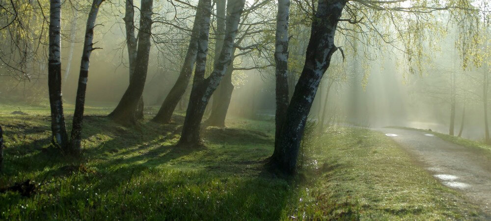 Берёзы в парке поутру - Valziwa 