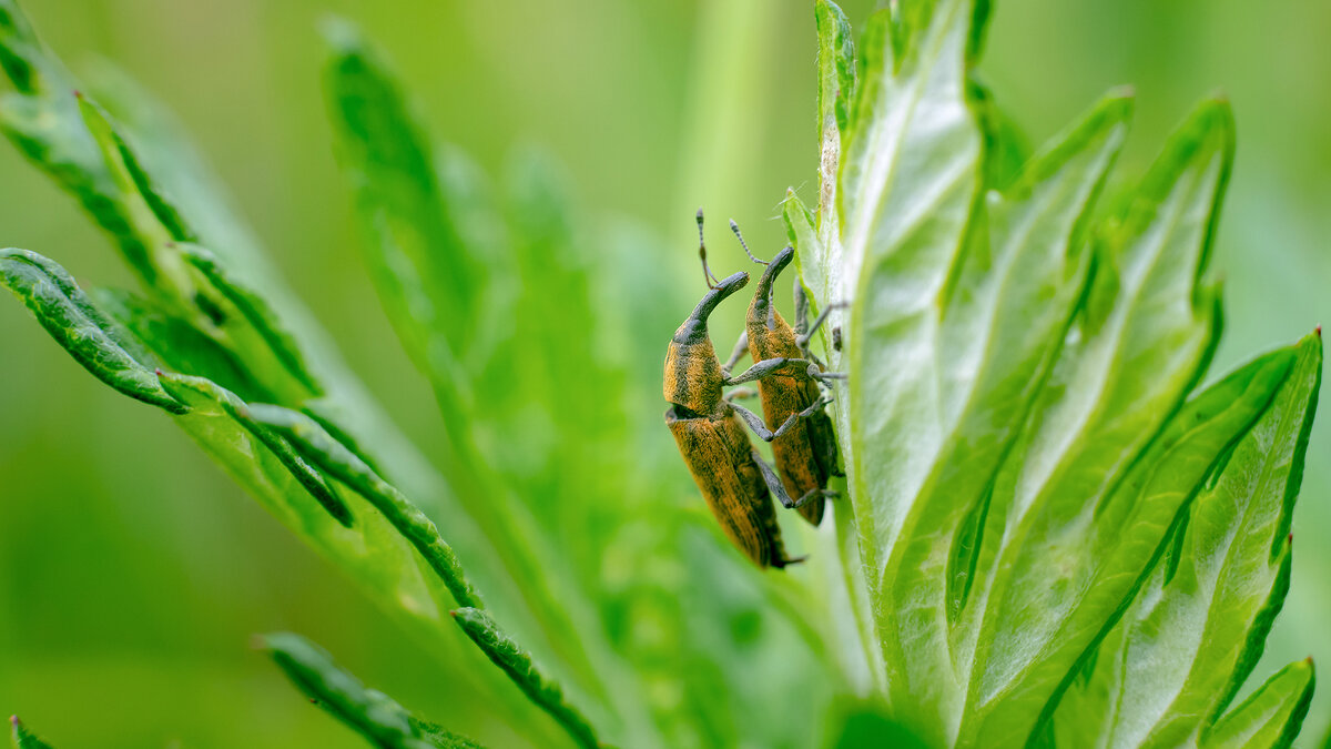 Долгоносики - Владимир Лазарев