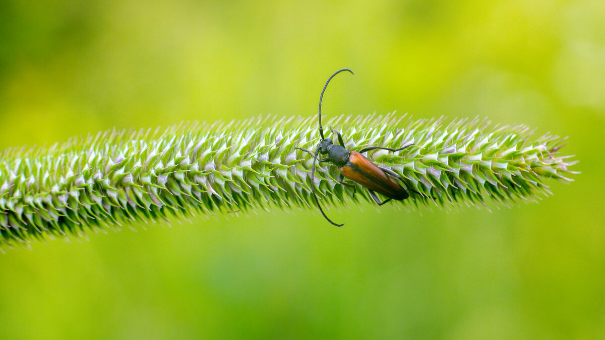 Макро - Владимир Лазарев
