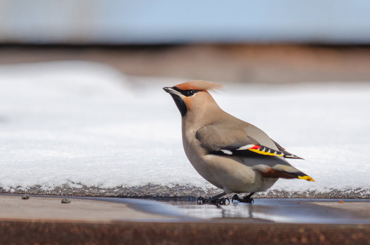 Свиристель - Виктор Иванович Чернюк