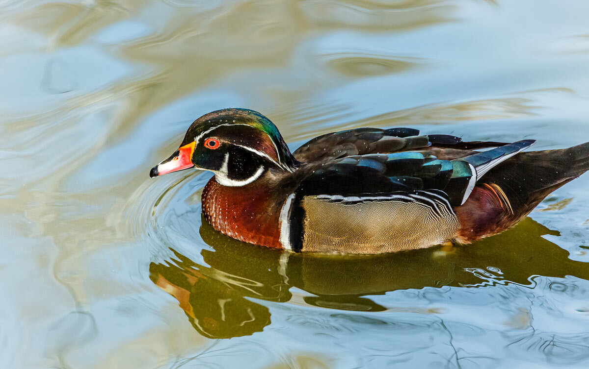 Каролинка - SanSan 