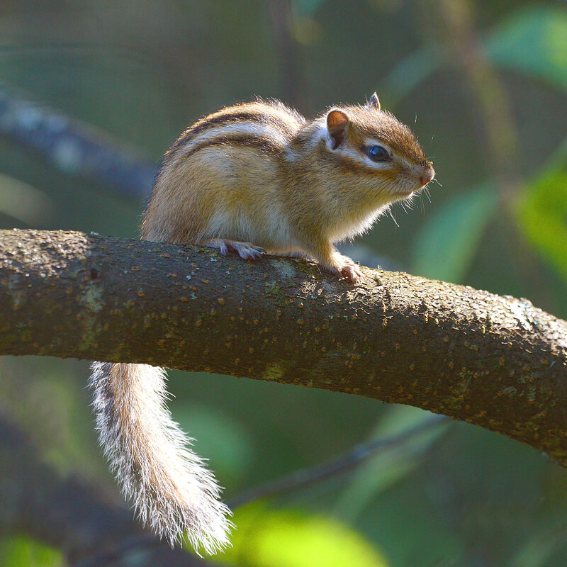 Полосатик. - Михаил Белоусов