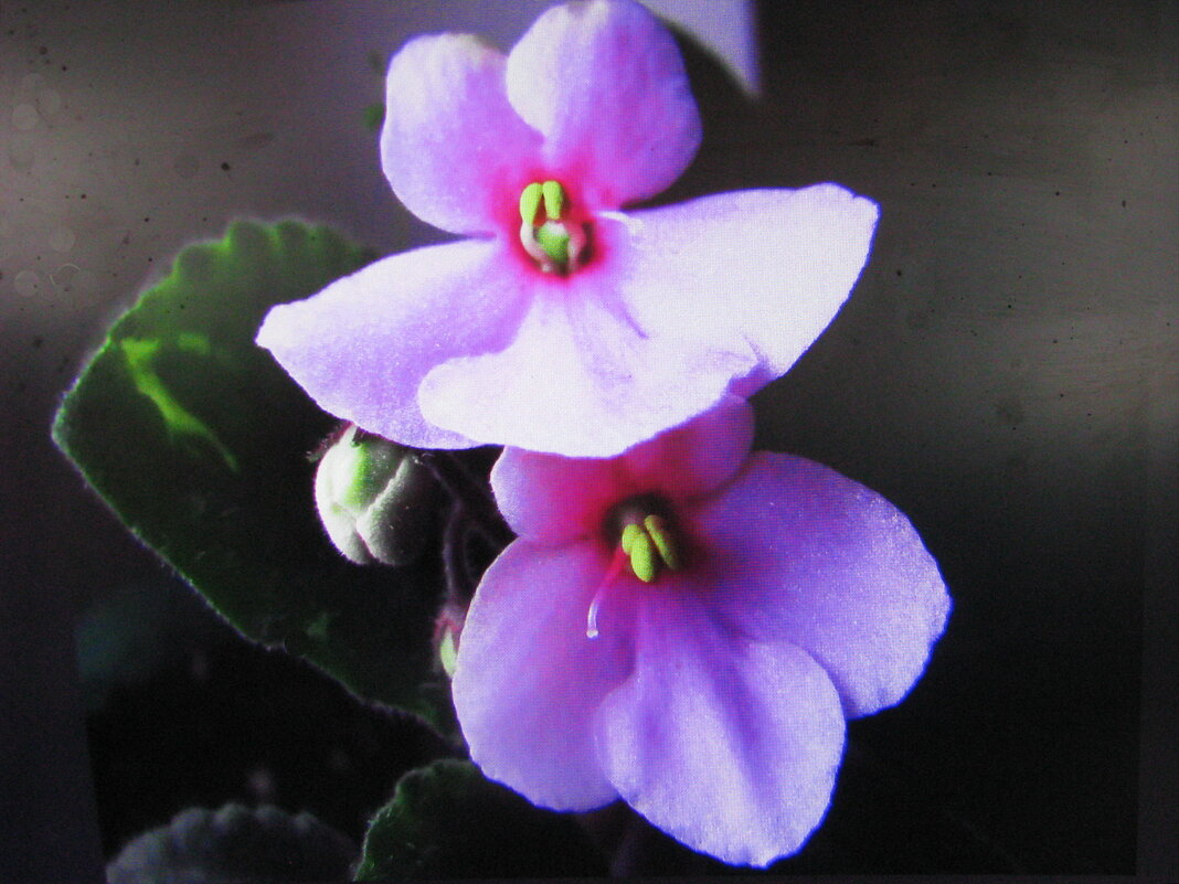 Фиалка зацветает - Людмила Смородинская