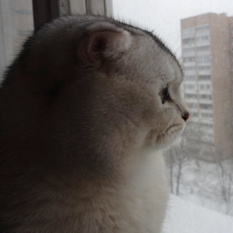 Созерцатель. - Марина Леонидовна