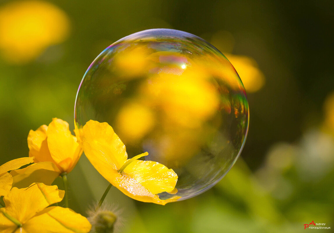 На цветке - Андрей Пристяжнюк