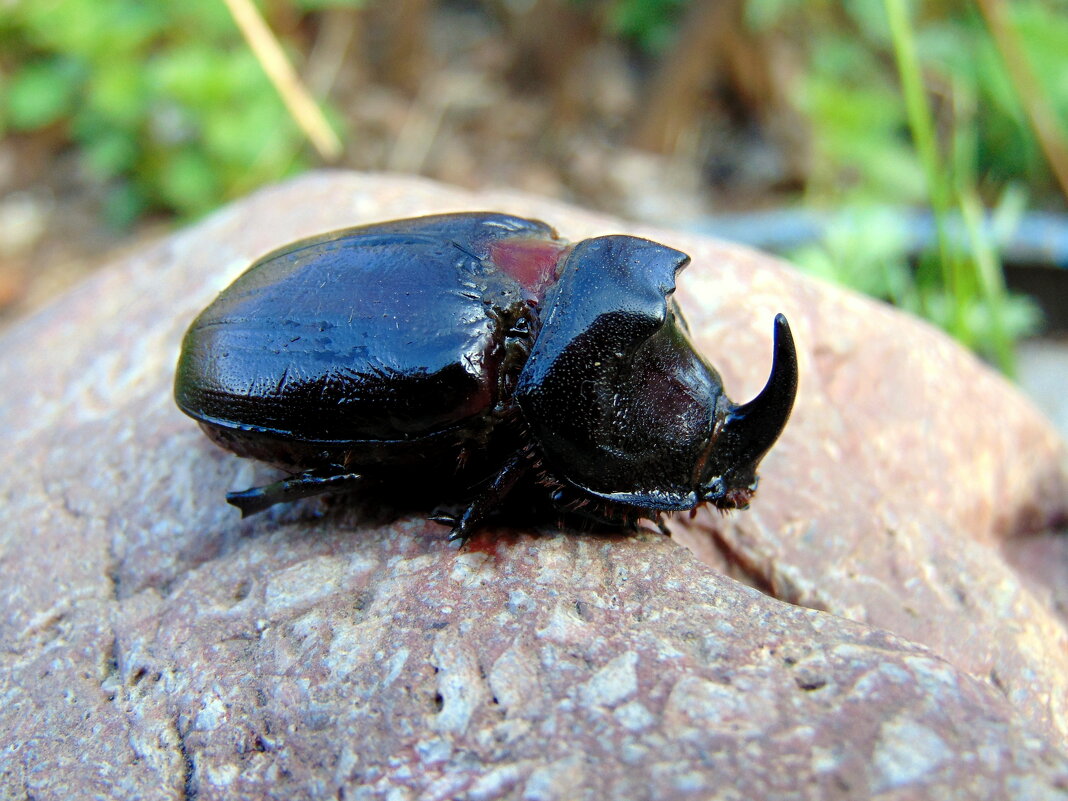 Жук-носорог. - nadyasilyuk Вознюк