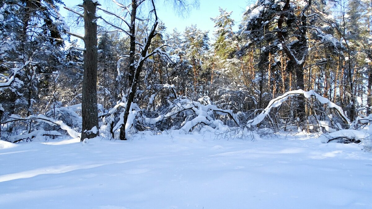 Лес во власти снега. - Милешкин Владимир Алексеевич 