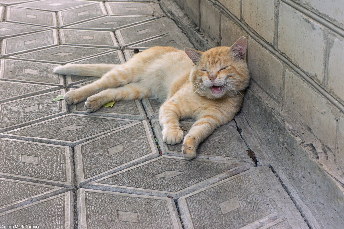 На чиле - Михаил 