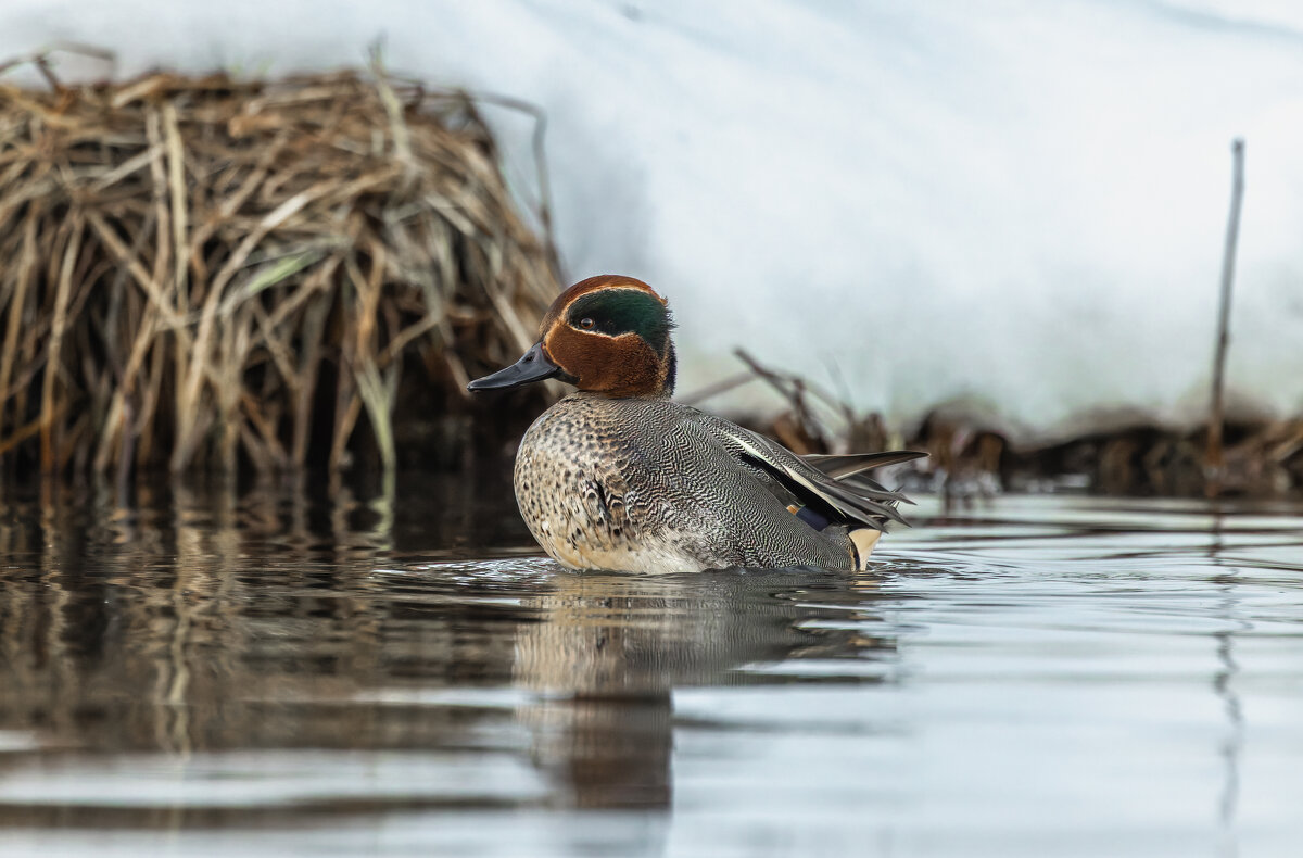 чирок свистунок - юрий макаров