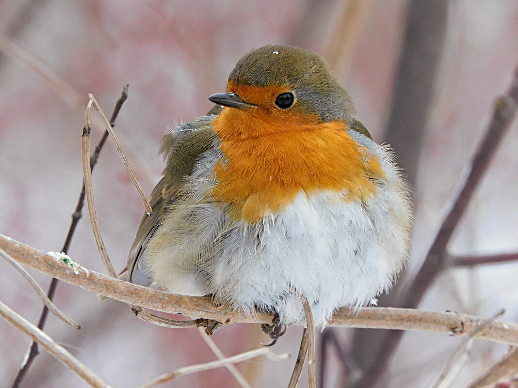 Зарянка - Лина 