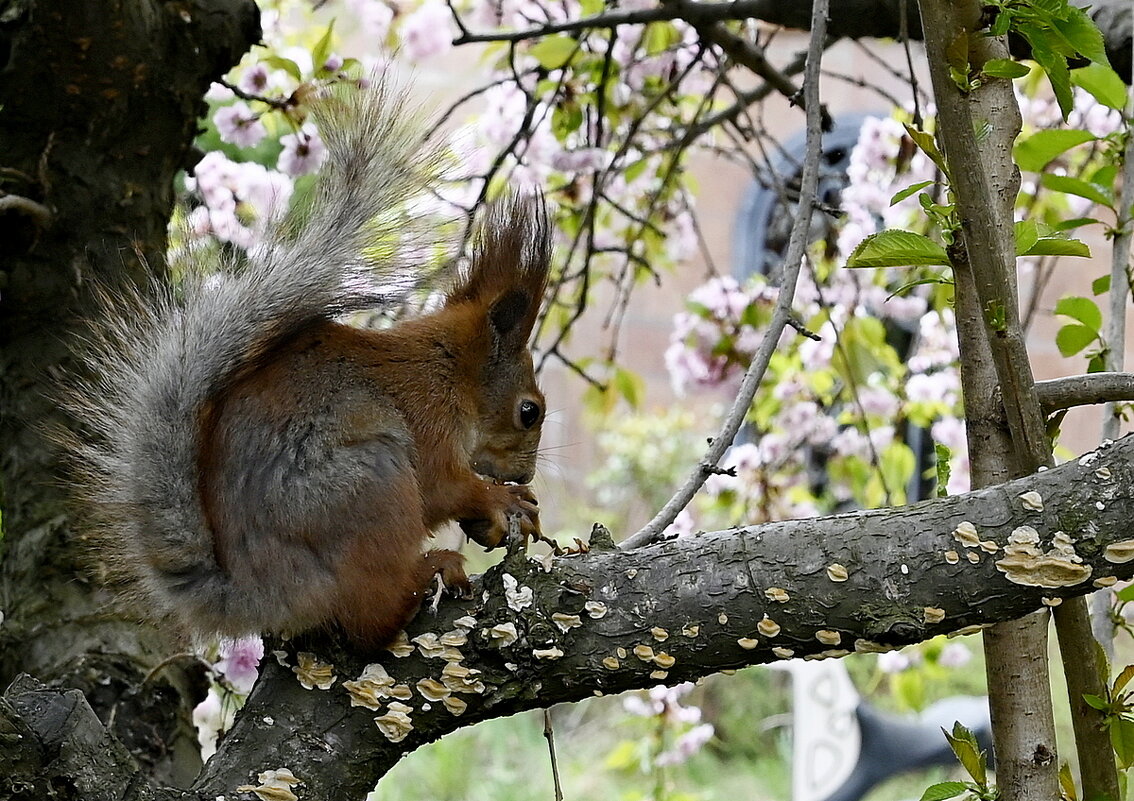 ...да орешки все грызет - Aleksandr 