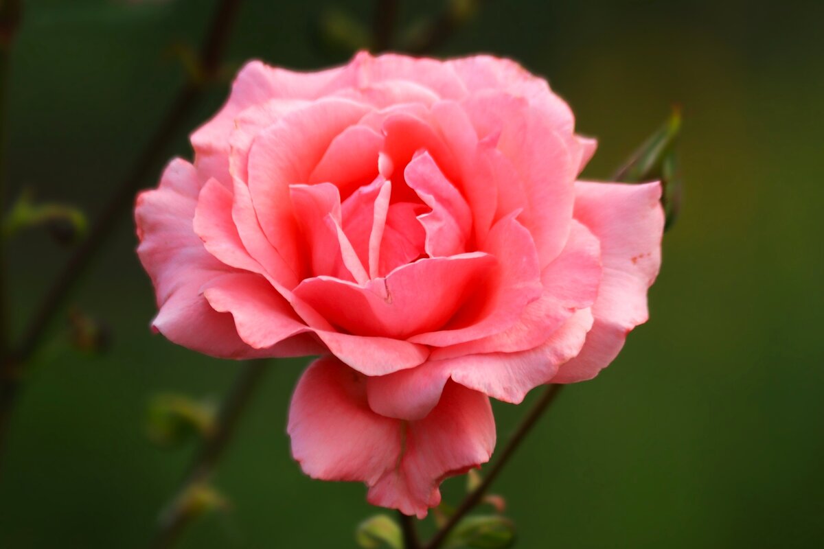 Доброе утро - Юрий. Шмаков