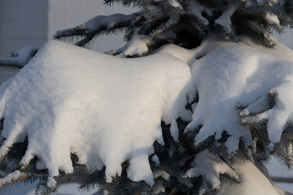Ветка ёлки в снегу - Александр Синдерёв