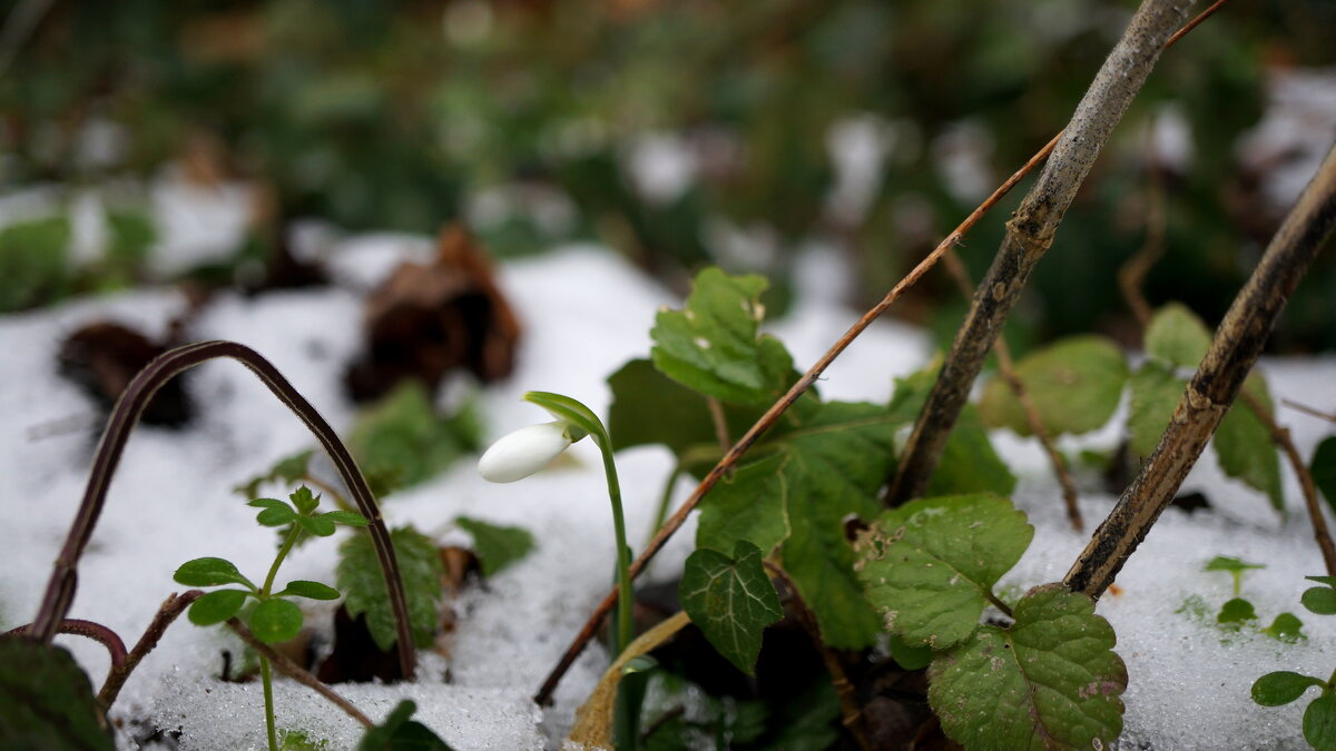 ;) - Вен Гъновски