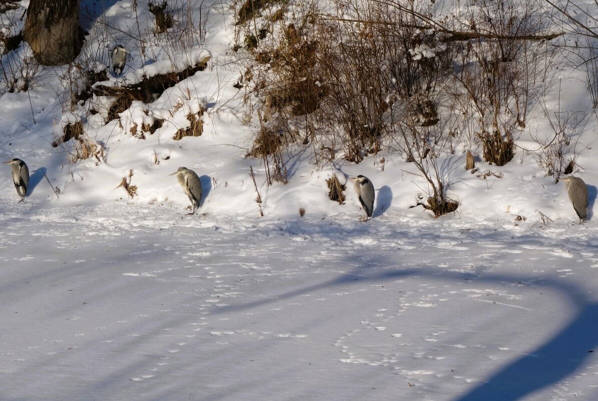 Цапли в городе. Сразу пять. - Рита Симонова