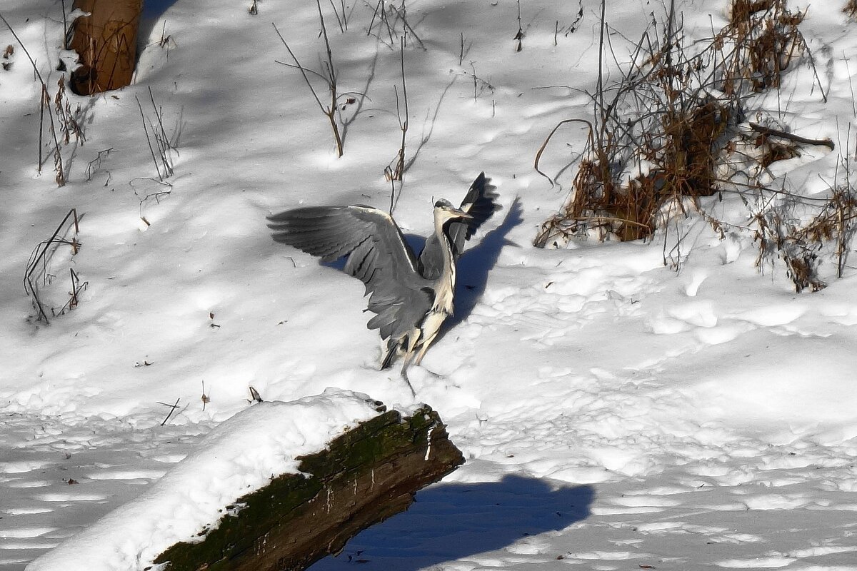 Цапли в городе - Рита Симонова