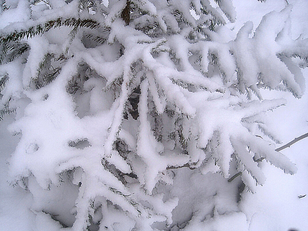 Замело - Елена Семигина