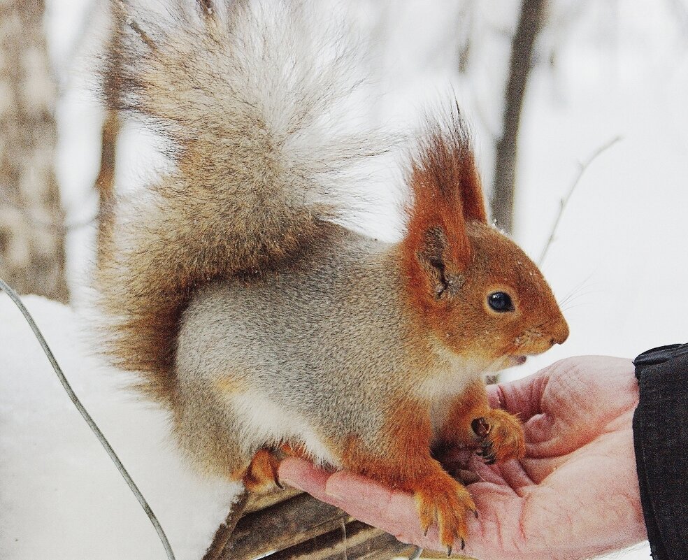 За орешками! - Галина Нестратова