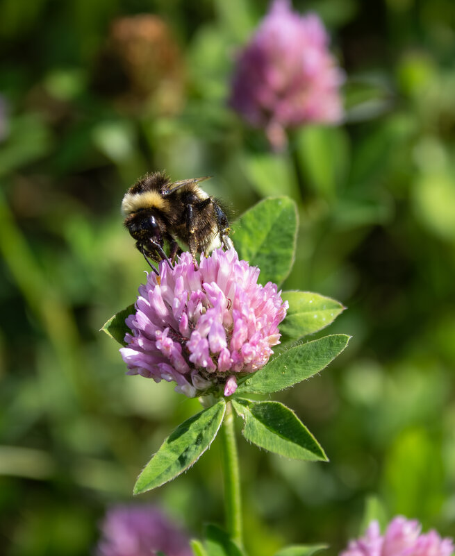 *** - Александр. AVG100 ---