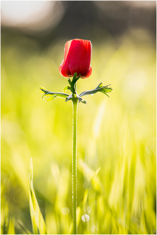 Ве́треница коро́нчатая (лат. Anemóne coronária) - Александр Григорьев