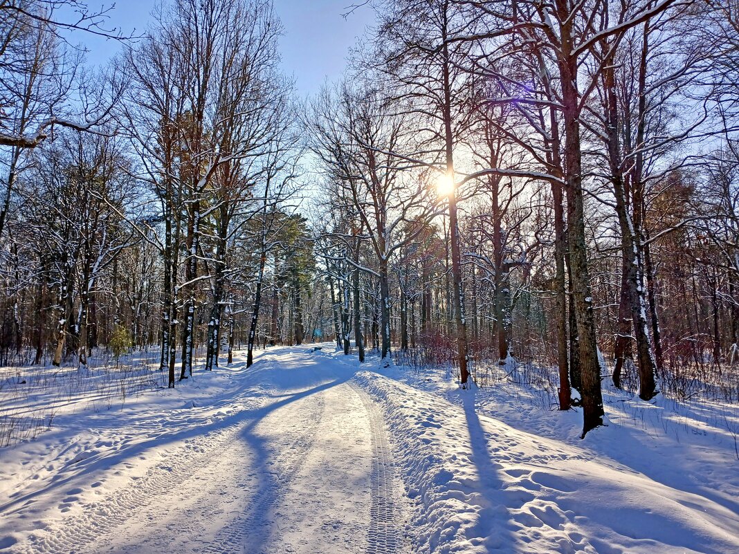 Зимнее солнце. - Лия ☼