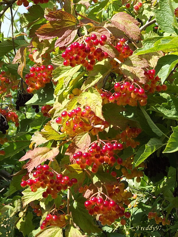 Калина - Freddy 97