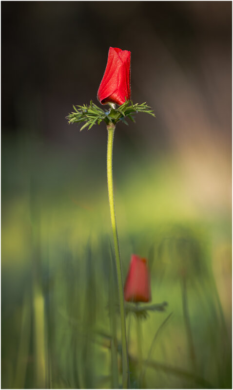 Ве́треница коро́нчатая (лат. Anemóne coronária). - Александр Григорьев
