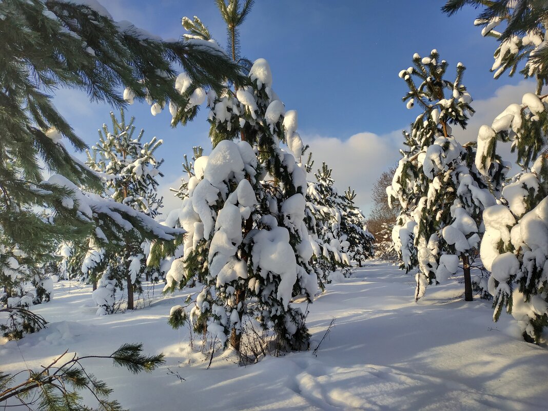 по снежному лесу - Валентина. .