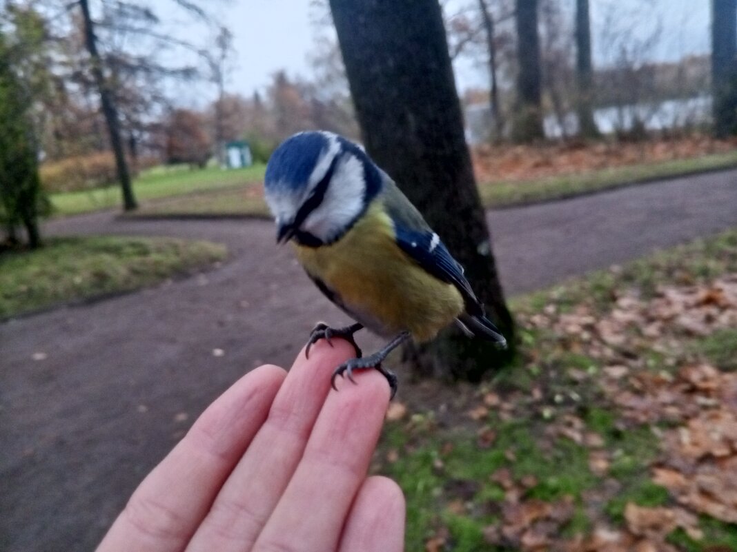 Лазоревка - Сапсан 