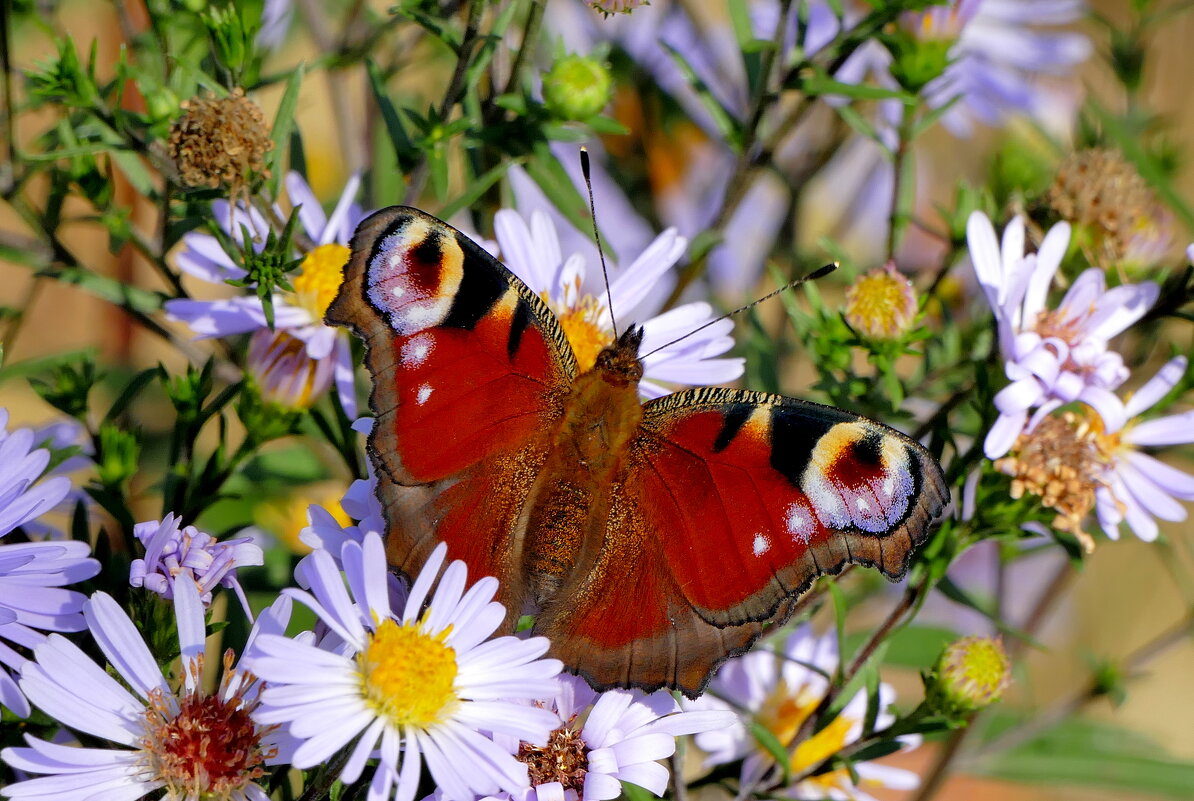 опять про бабочек...412 - Александр Прокудин