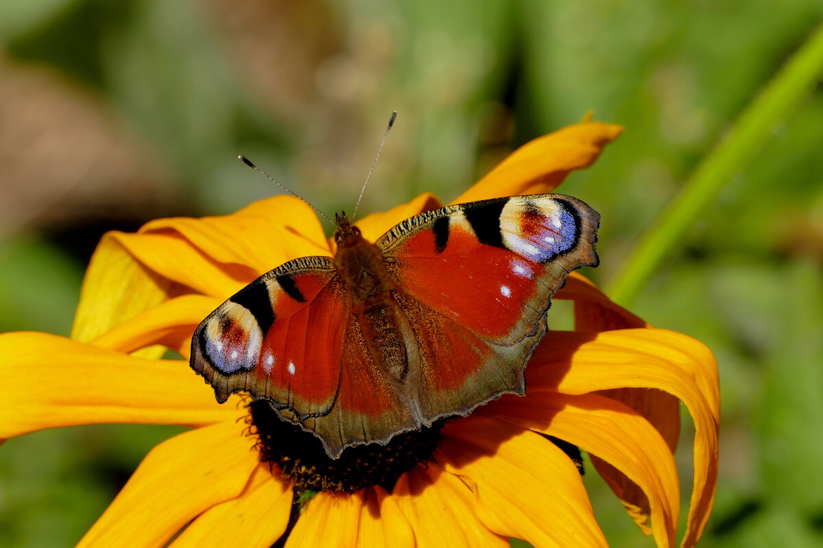 опять про бабочек...414 - Александр Прокудин