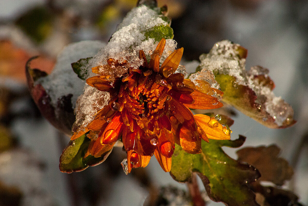 Заморожен и спит... - Римма Волченко