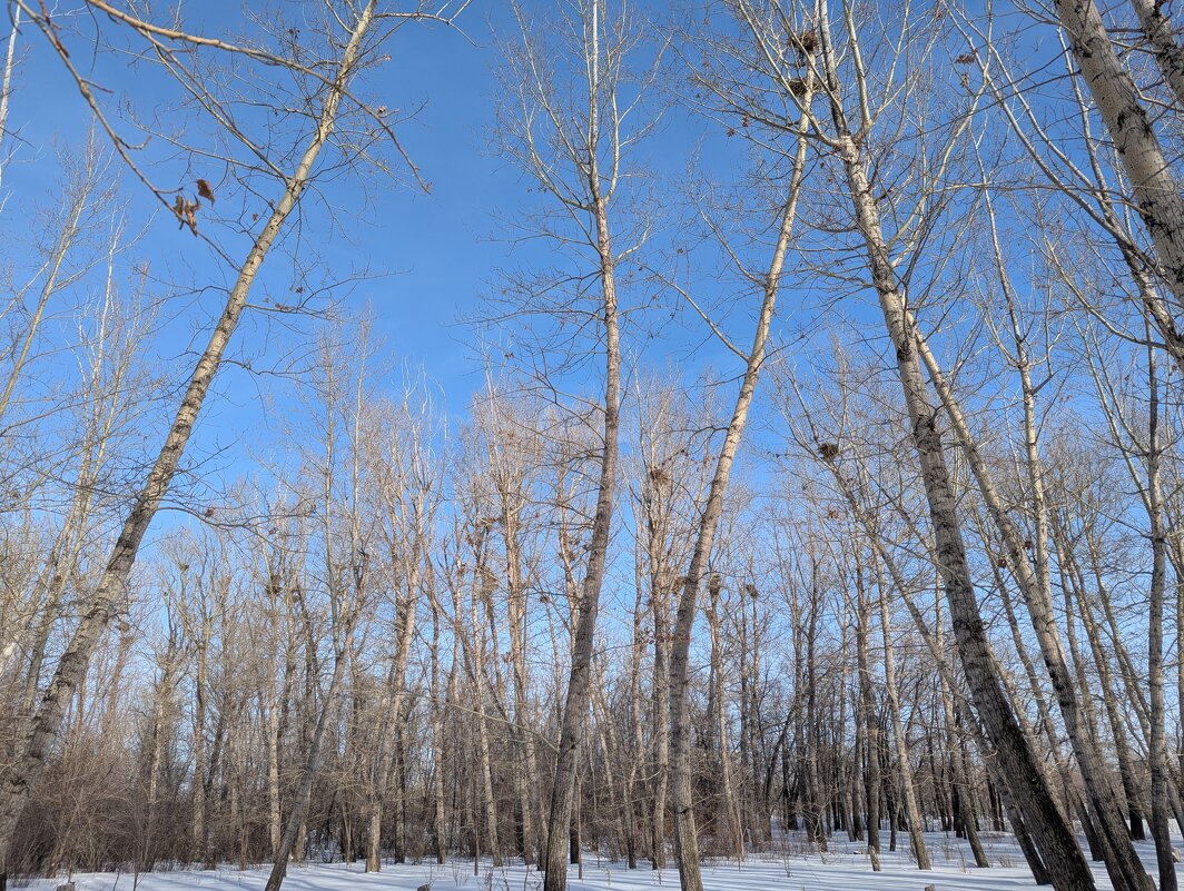 Тополя,в феврале. - Андрей Хлопонин