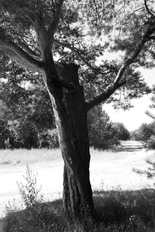 Фотография - Денис Безногов